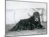 A Male Yak Lying in His Enclosure at London Zoo in 1928 (B/W Photo)-Frederick William Bond-Mounted Giclee Print