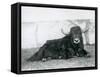 A Male Yak Lying in His Enclosure at London Zoo in 1928 (B/W Photo)-Frederick William Bond-Framed Stretched Canvas