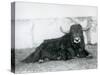 A Male Yak Lying in His Enclosure at London Zoo in 1928 (B/W Photo)-Frederick William Bond-Stretched Canvas