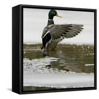 A Mallard Takes an Icy Bath-null-Framed Stretched Canvas