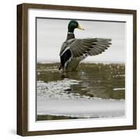 A Mallard Takes an Icy Bath-null-Framed Photographic Print