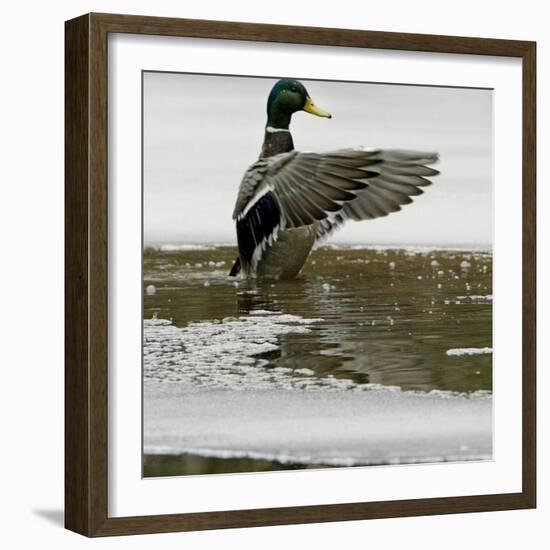 A Mallard Takes an Icy Bath-null-Framed Photographic Print