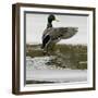 A Mallard Takes an Icy Bath-null-Framed Photographic Print