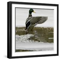 A Mallard Takes an Icy Bath-null-Framed Photographic Print