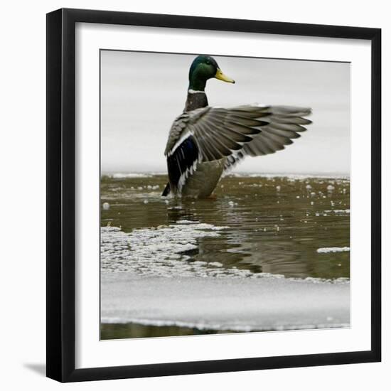 A Mallard Takes an Icy Bath-null-Framed Photographic Print