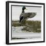 A Mallard Takes an Icy Bath-null-Framed Photographic Print