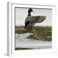 A Mallard Takes an Icy Bath-null-Framed Photographic Print