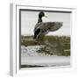 A Mallard Takes an Icy Bath-null-Framed Photographic Print