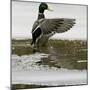 A Mallard Takes an Icy Bath-null-Mounted Photographic Print