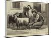 A Maltese Milkman-null-Mounted Giclee Print