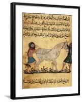 A Man Assisting a Mare Giving Birth to a Foal, Miniature from a Treatise on Horses-null-Framed Giclee Print