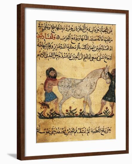 A Man Assisting a Mare Giving Birth to a Foal, Miniature from a Treatise on Horses-null-Framed Giclee Print