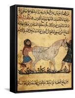 A Man Assisting a Mare Giving Birth to a Foal, Miniature from a Treatise on Horses-null-Framed Stretched Canvas