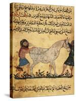 A Man Assisting a Mare Giving Birth to a Foal, Miniature from a Treatise on Horses-null-Stretched Canvas