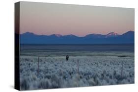 A Man at Dusk Crosses the Wilderness of the Sajama National Park, Bolivia-Alex Saberi-Stretched Canvas