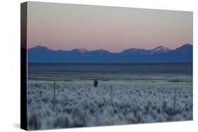 A Man at Dusk Crosses the Wilderness of the Sajama National Park, Bolivia-Alex Saberi-Stretched Canvas