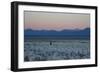 A Man at Dusk Crosses the Wilderness of the Sajama National Park, Bolivia-Alex Saberi-Framed Premium Photographic Print