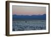 A Man at Dusk Crosses the Wilderness of the Sajama National Park, Bolivia-Alex Saberi-Framed Photographic Print