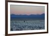 A Man at Dusk Crosses the Wilderness of the Sajama National Park, Bolivia-Alex Saberi-Framed Photographic Print