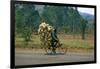 A Man Carrying Goods by Bike, Uganda-null-Framed Giclee Print