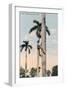 A Man Climbing a Palm Tree, Cuba, 1911-null-Framed Giclee Print