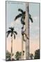 A Man Climbing a Palm Tree, Cuba, 1911-null-Mounted Giclee Print