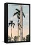 A Man Climbing a Palm Tree, Cuba, 1911-null-Framed Stretched Canvas