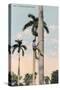 A Man Climbing a Palm Tree, Cuba, 1911-null-Stretched Canvas