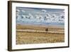 A Man Cycles with a Family Member on the Back of His Bicycle Between La Paz and Tiwanaku-Alex Saberi-Framed Photographic Print