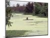 A Man in a Row Boat Drifts on the Louisiana Bayou-null-Mounted Photographic Print