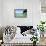 A Man Jumps into a Bay Near Loreto, Baja Sur, Mexico-Bennett Barthelemy-Framed Stretched Canvas displayed on a wall