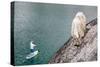 A Man On An Inflatable Paddle Board Passes A Foraging Mountain Goat At Colchuck Lake-Ben Herndon-Stretched Canvas