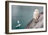 A Man On An Inflatable Paddle Board Passes A Foraging Mountain Goat At Colchuck Lake-Ben Herndon-Framed Photographic Print