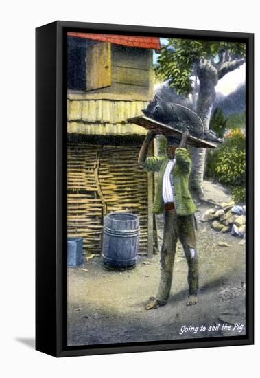 A Man on His Way to Market to Sell a Pig, Jamaica, C1900s-null-Framed Stretched Canvas
