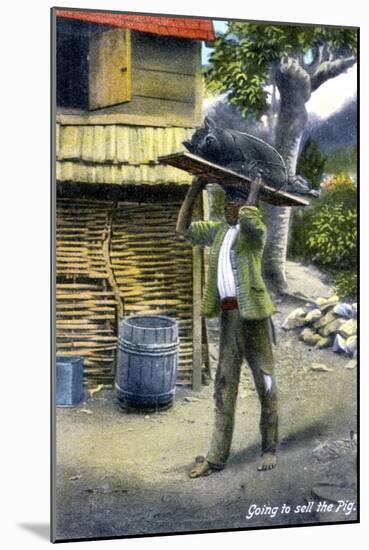 A Man on His Way to Market to Sell a Pig, Jamaica, C1900s-null-Mounted Giclee Print