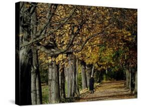 A Man Strolls Through Lazienki Park on a Crisp Autumn Morning in Warsaw, Poland, October 30, 2006-Czarek Sokolowski-Stretched Canvas