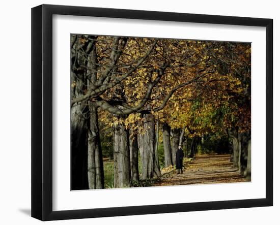 A Man Strolls Through Lazienki Park on a Crisp Autumn Morning in Warsaw, Poland, October 30, 2006-Czarek Sokolowski-Framed Premium Photographic Print