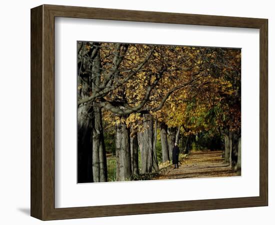 A Man Strolls Through Lazienki Park on a Crisp Autumn Morning in Warsaw, Poland, October 30, 2006-Czarek Sokolowski-Framed Photographic Print