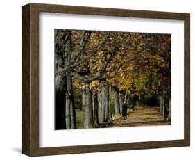 A Man Strolls Through Lazienki Park on a Crisp Autumn Morning in Warsaw, Poland, October 30, 2006-Czarek Sokolowski-Framed Photographic Print