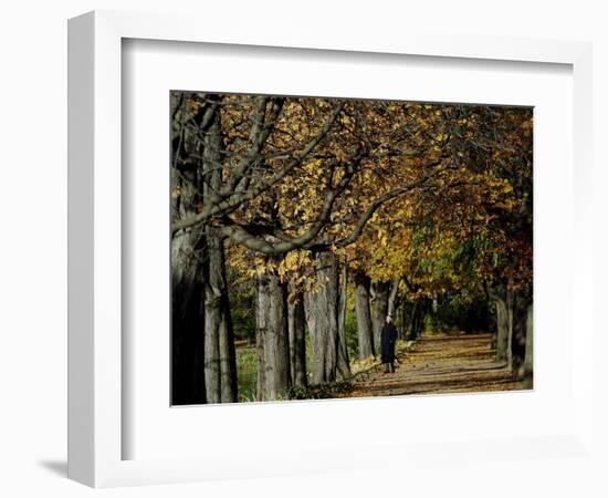 A Man Strolls Through Lazienki Park on a Crisp Autumn Morning in Warsaw, Poland, October 30, 2006-Czarek Sokolowski-Framed Photographic Print