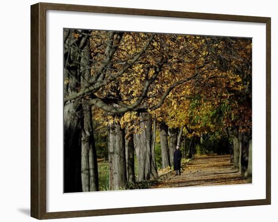 A Man Strolls Through Lazienki Park on a Crisp Autumn Morning in Warsaw, Poland, October 30, 2006-Czarek Sokolowski-Framed Photographic Print