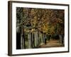 A Man Strolls Through Lazienki Park on a Crisp Autumn Morning in Warsaw, Poland, October 30, 2006-Czarek Sokolowski-Framed Photographic Print