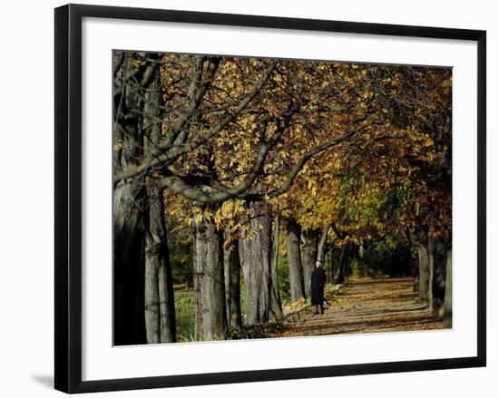 A Man Strolls Through Lazienki Park on a Crisp Autumn Morning in Warsaw, Poland, October 30, 2006-Czarek Sokolowski-Framed Photographic Print