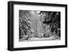 A Man Walks in the Snow on a Cold Winter Day in the Wood of Chalet-A-Gobet in Lausanne-Denis Balibouse-Framed Photographic Print