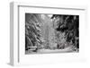 A Man Walks in the Snow on a Cold Winter Day in the Wood of Chalet-A-Gobet in Lausanne-Denis Balibouse-Framed Photographic Print