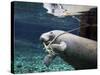 A Manatee Chews on a Dock Rope in Fanning Springs State Park, Florida-Stocktrek Images-Stretched Canvas