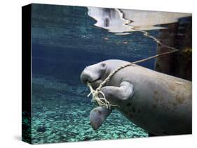 A Manatee Chews on a Dock Rope in Fanning Springs State Park, Florida-Stocktrek Images-Stretched Canvas