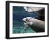 A Manatee Chews on a Dock Rope in Fanning Springs State Park, Florida-Stocktrek Images-Framed Photographic Print