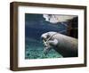 A Manatee Chews on a Dock Rope in Fanning Springs State Park, Florida-Stocktrek Images-Framed Photographic Print