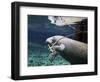 A Manatee Chews on a Dock Rope in Fanning Springs State Park, Florida-Stocktrek Images-Framed Photographic Print